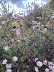 Eriogonum fasciculatum