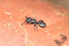 Cephalotes texanus