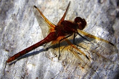 Sympetrum madidum