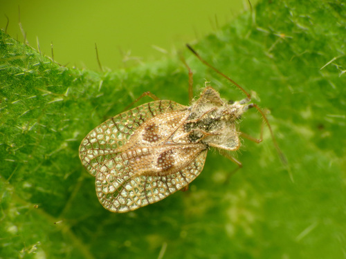 Eggplant lace bug photo 3