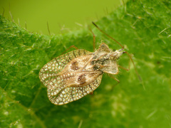 Gargaphia solani