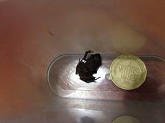 Eleutherodactylus cystignathoides