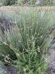 Eriogonum fasciculatum