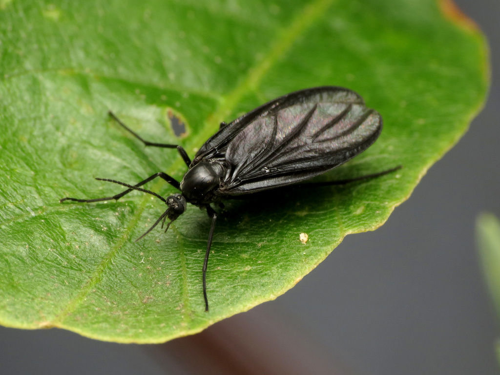 Odontosciara nigra