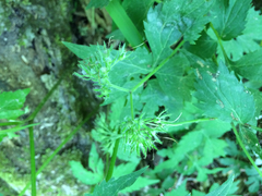 Hydrophyllum virginianum