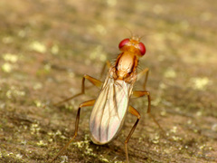 Clusia lateralis