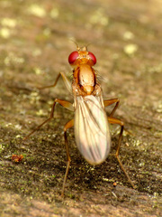 Clusia lateralis
