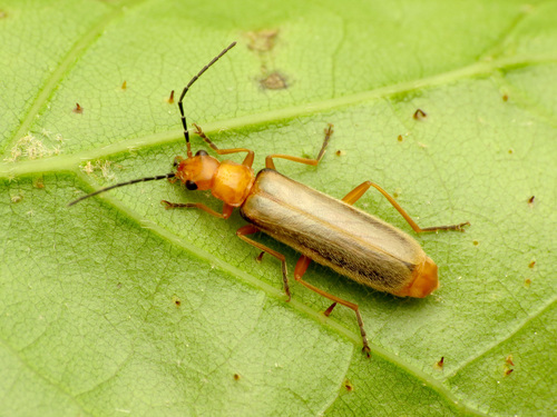 Black-legged Soldier Beetle