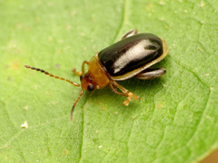 Capraita circumdata