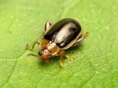 Capraita circumdata