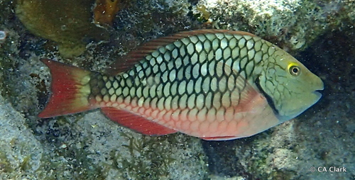 Stoplight Parrotfish