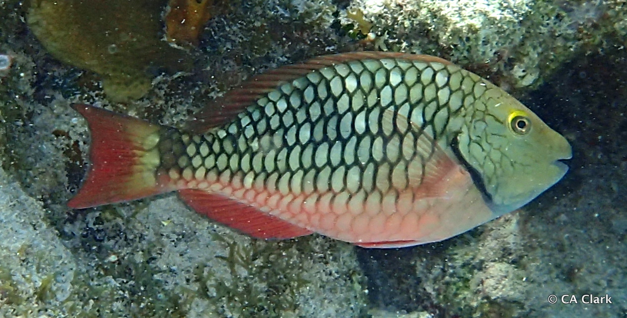 Stoplight Parrotfish Scientific Name