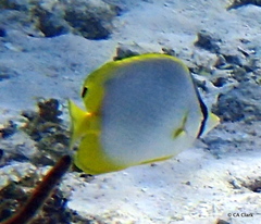 Chaetodon ocellatus