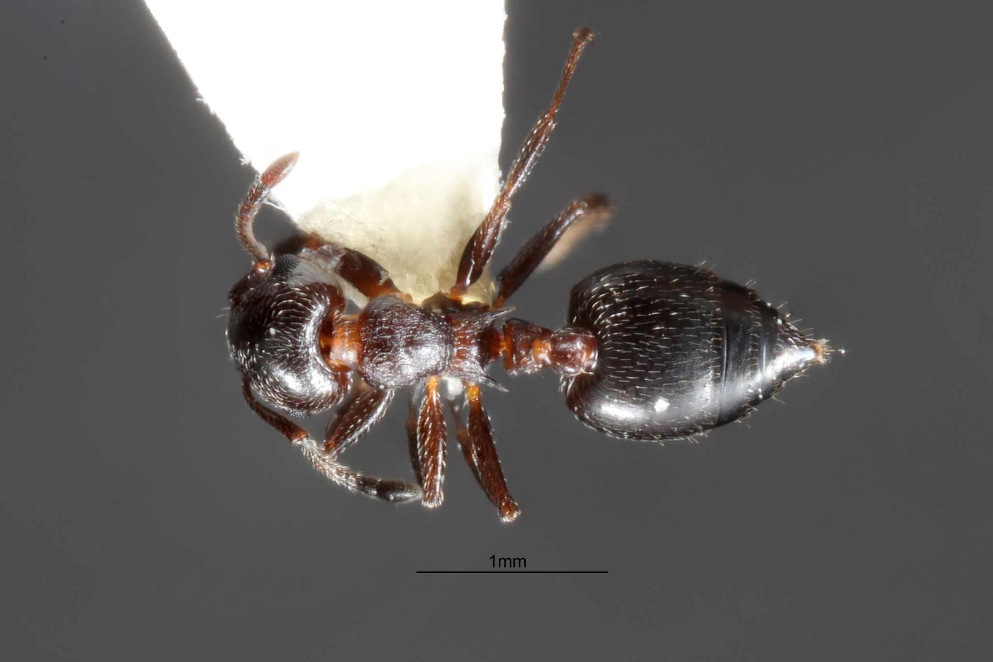 Crematogaster marioni