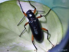 Strongylium erythrocephalum