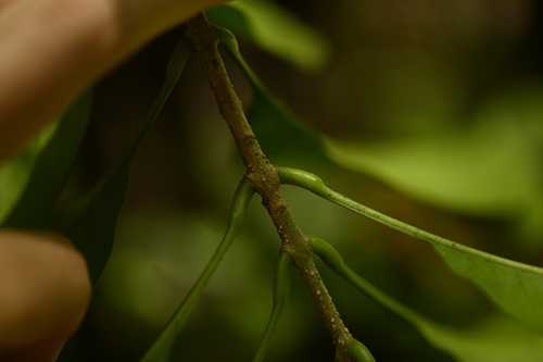 Image of Chionanthus ramiflorus by (c) 曾昱承 Yu-Cheng Zeng, some rights reserved (CC BY)