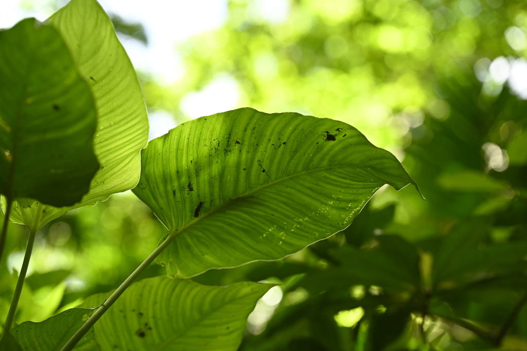 Schismatoglottis kotoensis