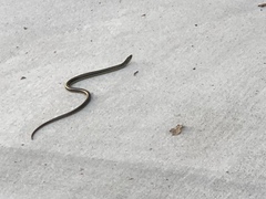 Ophisaurus ventralis
