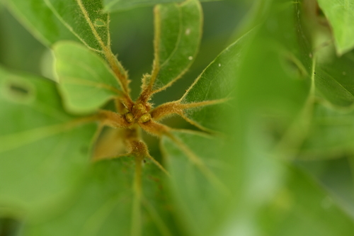 Neolitsea villosa, photograph 2