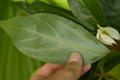Neolitsea villosa, photograph (c) 曾昱承 Yu-Cheng Zeng, some rights reserved (CC BY)