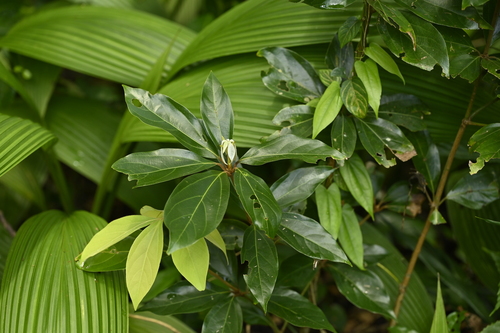 Neolitsea villosa, photograph 3
