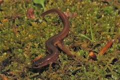 Eurycea multiplicata