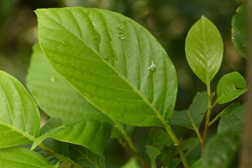 Prunus grisea observed 2024-06-26