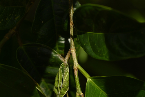 Image of Ficus heteropleura by (c) 曾昱承 Yu-Cheng Zeng, some rights reserved (CC BY)