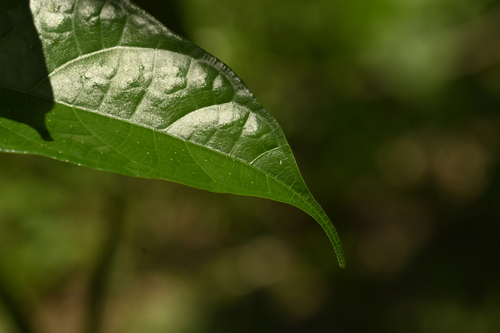 Image of Ficus heteropleura by (c) 曾昱承 Yu-Cheng Zeng, some rights reserved (CC BY)