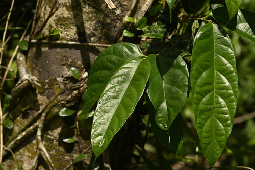 Image of Ficus heteropleura by (c) 曾昱承 Yu-Cheng Zeng, some rights reserved (CC BY)