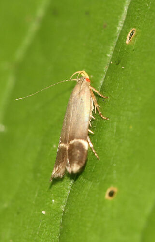 Anacampsis tristrigella photo 3