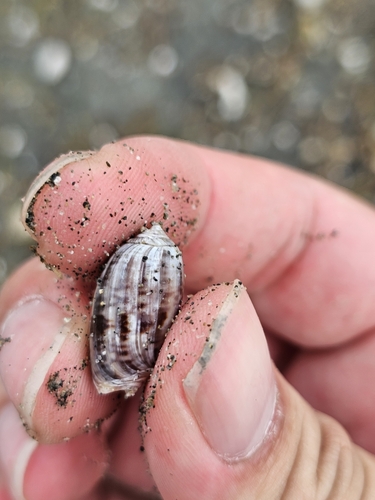 Oliva lecoquiana, 2024-05-13