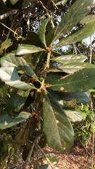 Quercus oleoides