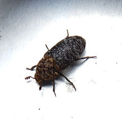 Dermestes undulatus