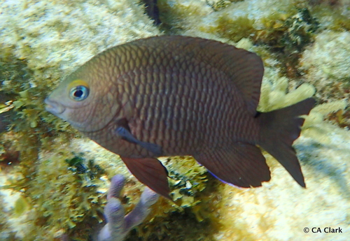 Threespot Damselfish