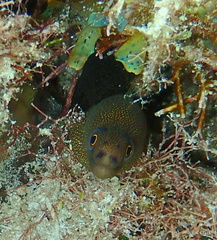 Gymnothorax miliaris