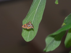 Paracymoriza cataclystalis