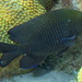 Longfin Damselfish - Photo (c) sea-kangaroo, some rights reserved (CC BY-NC-ND), uploaded by sea-kangaroo