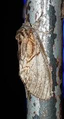 Peridea basitriens