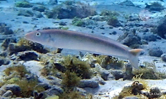 Malacanthus plumieri