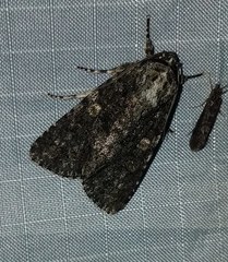 Acronicta afflicta