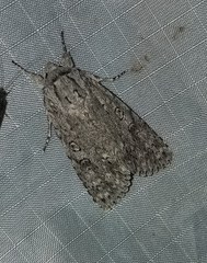 Acronicta impleta