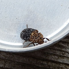 Dermestes undulatus
