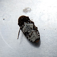 Dermestes undulatus