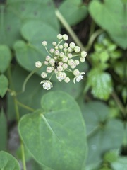 Cynanchum maximoviczii