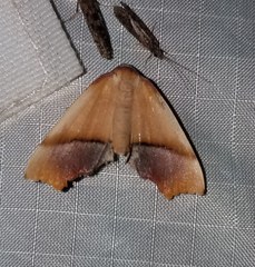 Plagodis phlogosaria