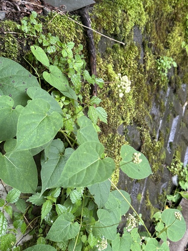 Cynanchum maximoviczii, photograph 1
