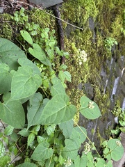 Cynanchum maximoviczii, photograph 岸本年郎, CC BY, iNaturalist via GBIF