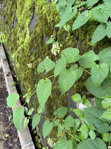 Cynanchum maximoviczii, photograph 2