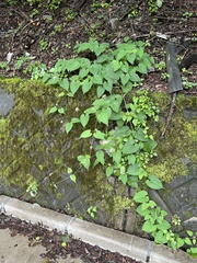 Cynanchum maximoviczii, photograph 岸本年郎, CC BY, iNaturalist via GBIF
